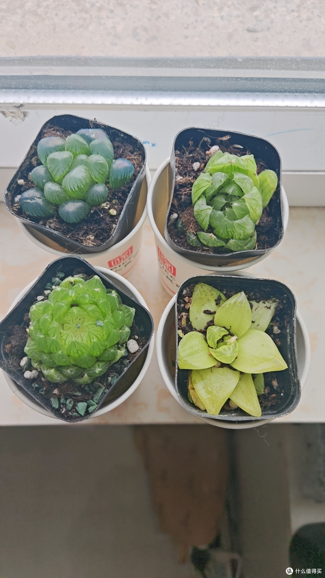 懒人绿植多肉，你真的选对了吗？