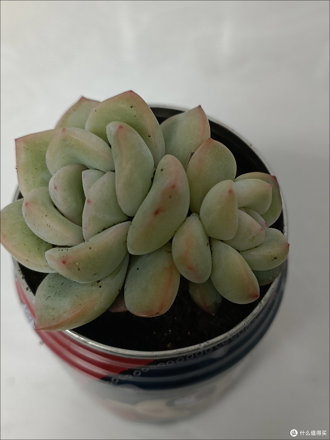 懒人绿植多肉，你真的选对了吗？