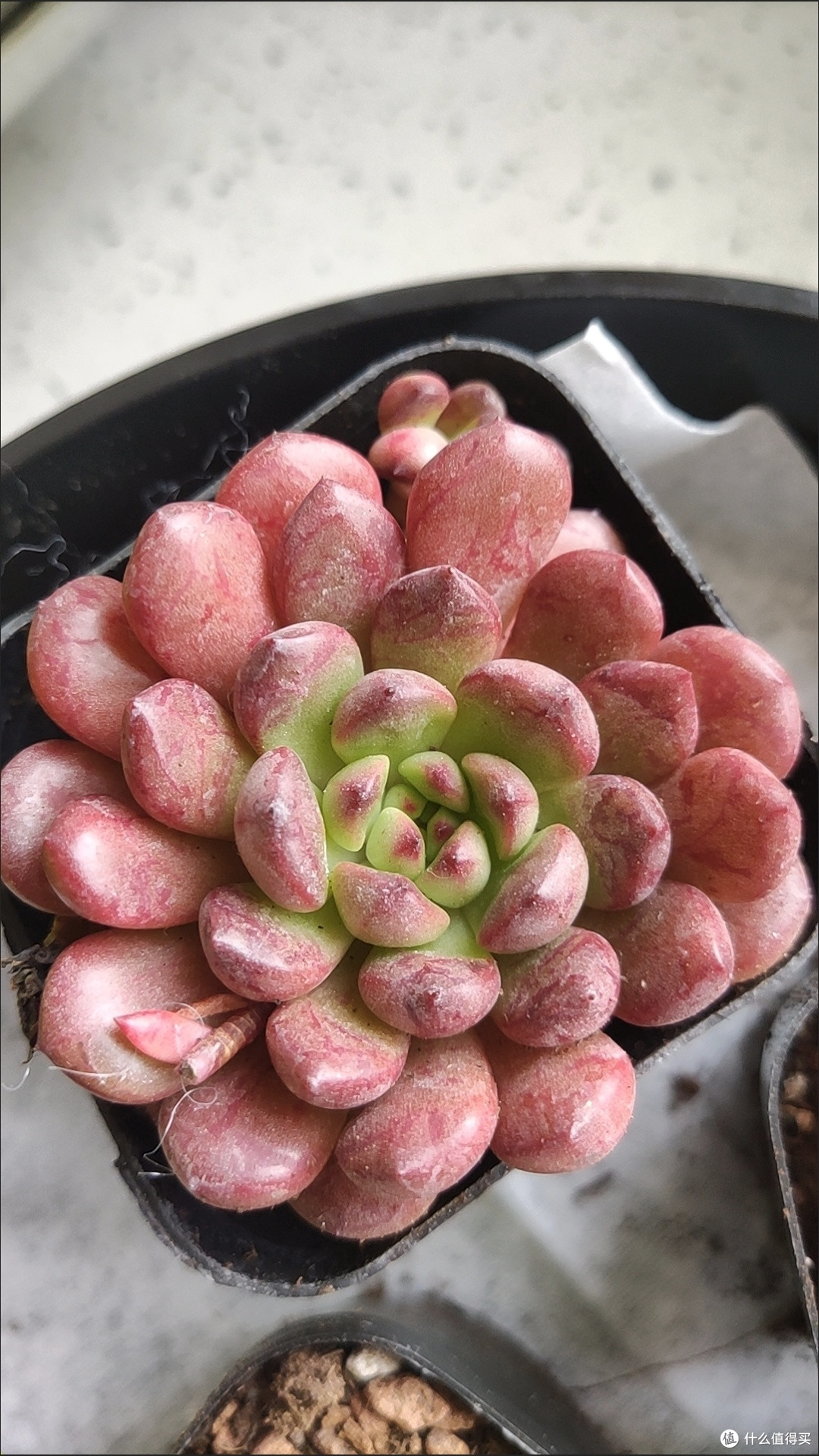懒人绿植多肉，你真的选对了吗？