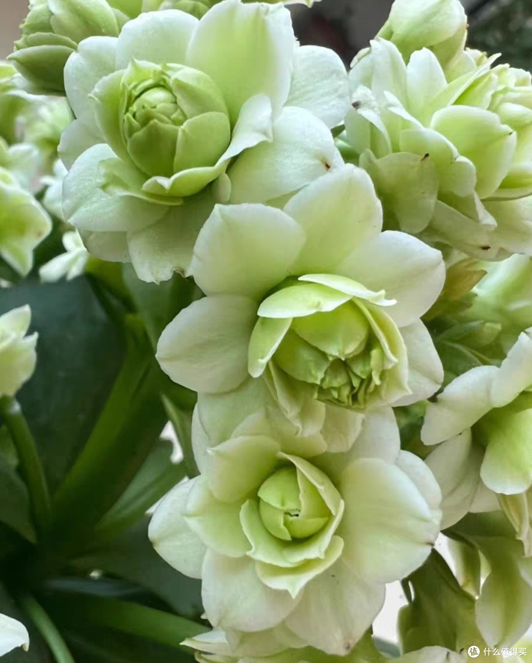绿巴黎与金狐狸:四季开花的重瓣大花