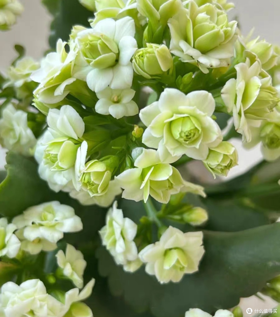 绿巴黎与金狐狸:四季开花的重瓣大花