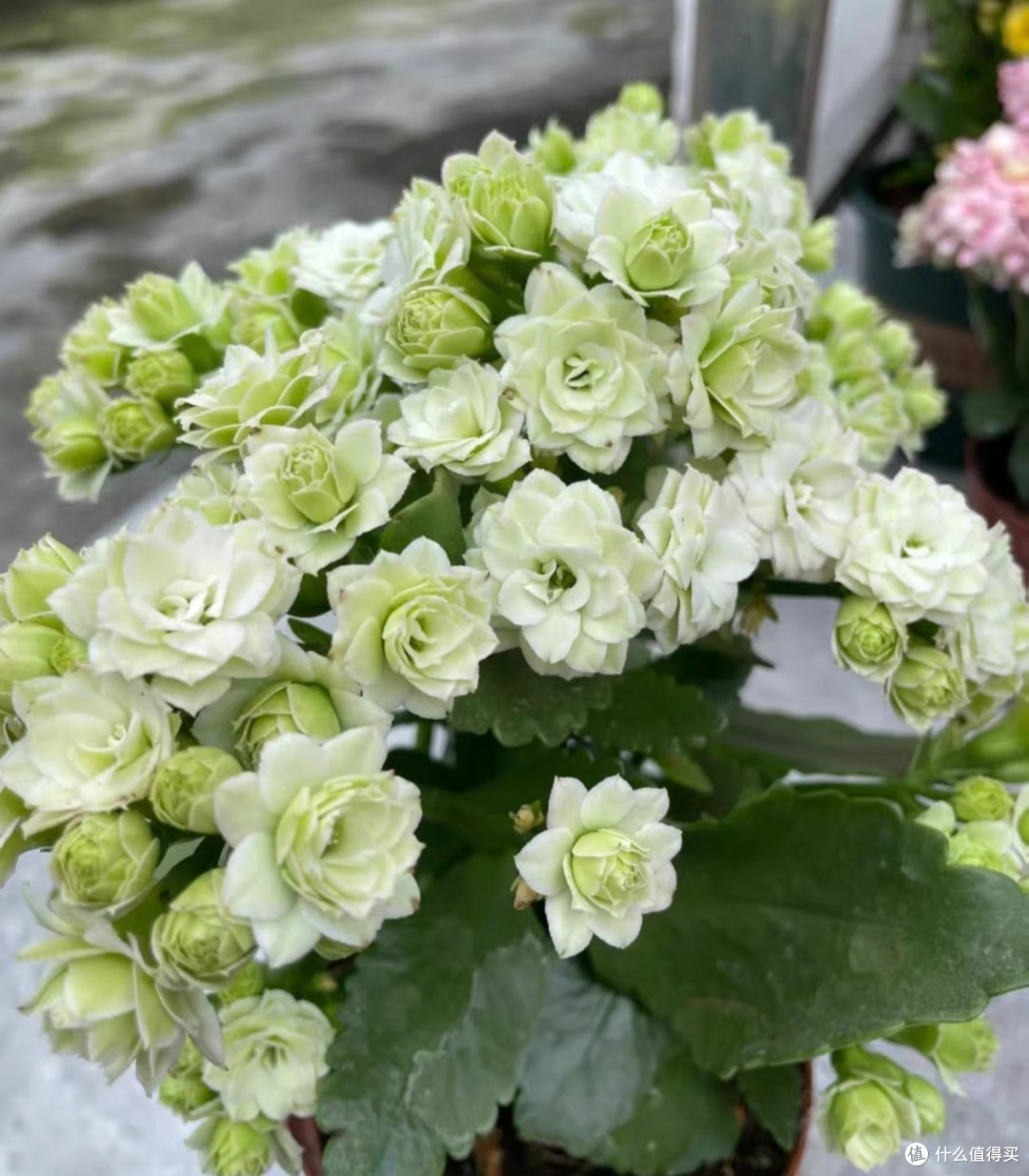 绿巴黎与金狐狸:四季开花的重瓣大花