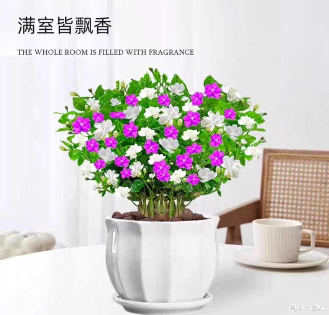 鸳鸯茉莉花卉盆栽好养绿植物带花双色茉莉室内庭院浓香花苗四季开