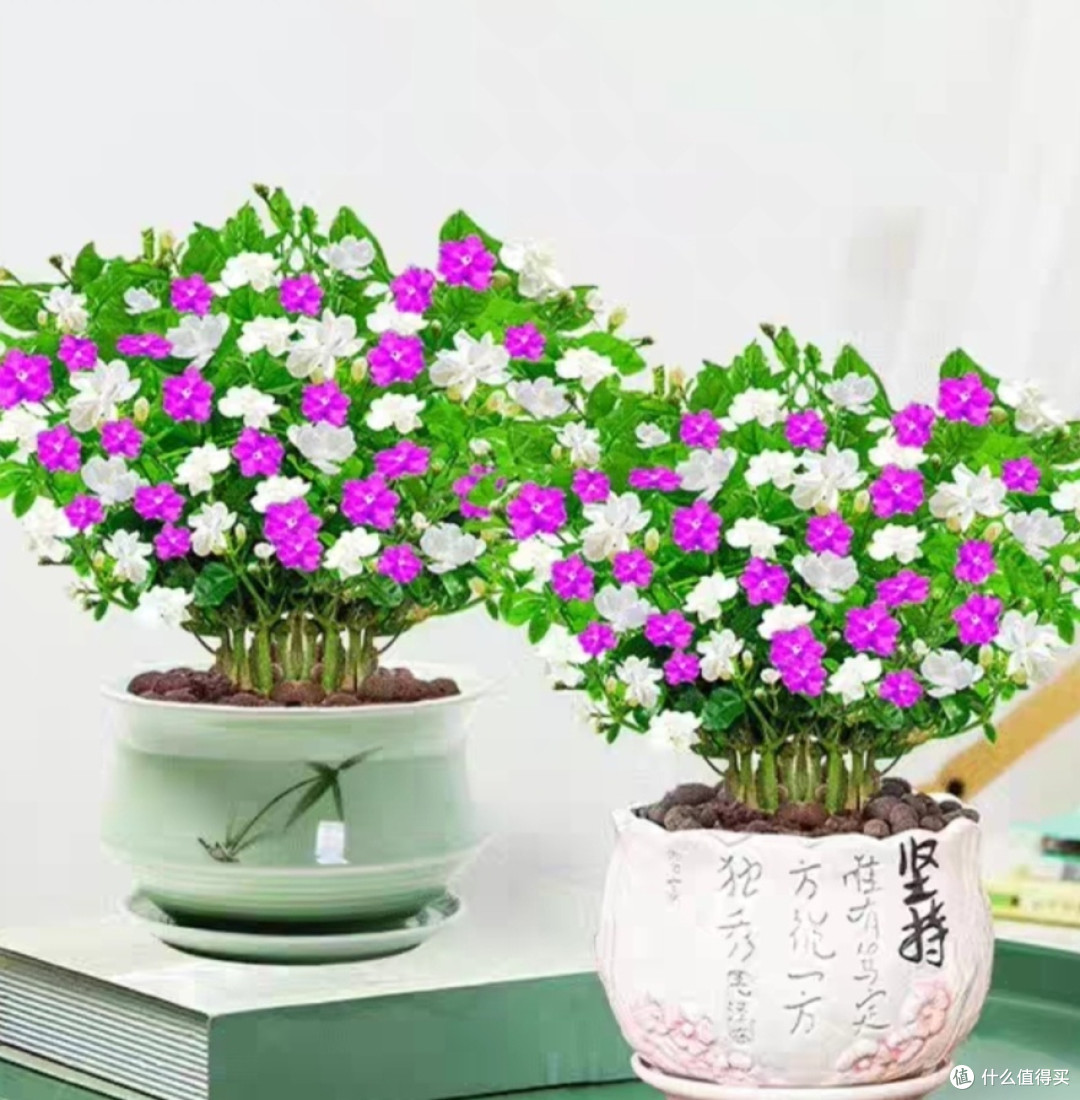 鸳鸯茉莉花卉盆栽好养绿植物带花双色茉莉室内庭院浓香花苗四季开