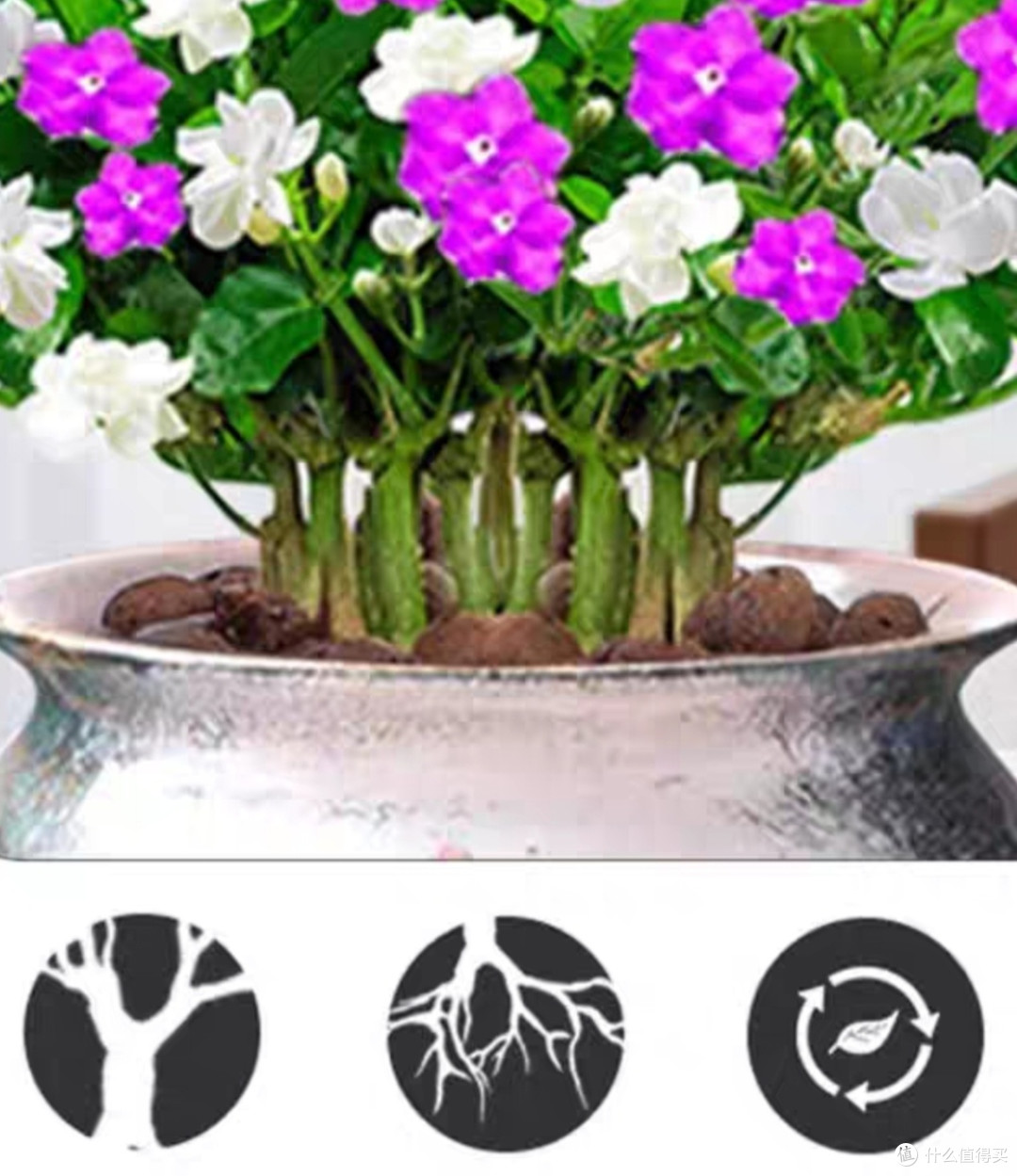 鸳鸯茉莉花卉盆栽好养绿植物带花双色茉莉室内庭院浓香花苗四季开