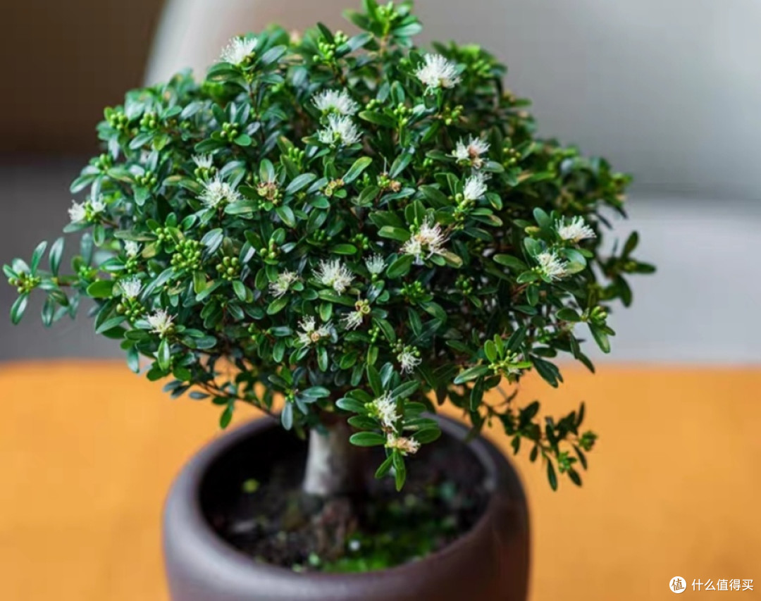 庭院树荫下适宜种植的植物