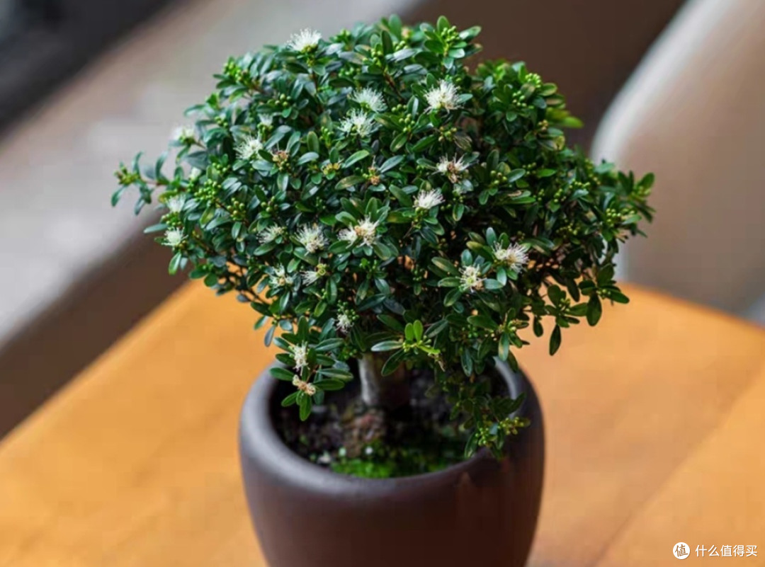 庭院树荫下适宜种植的植物