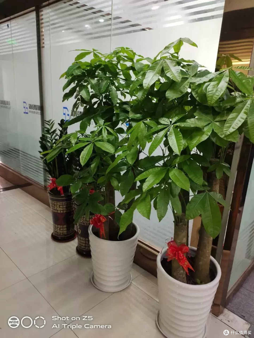 发财树盆栽：深圳乔迁、开业的完美礼物