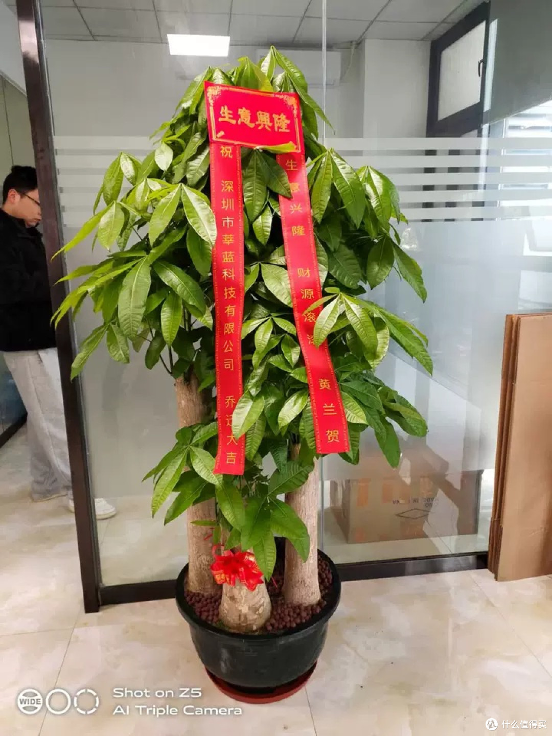 发财树盆栽:深圳乔迁、开业的完美礼物