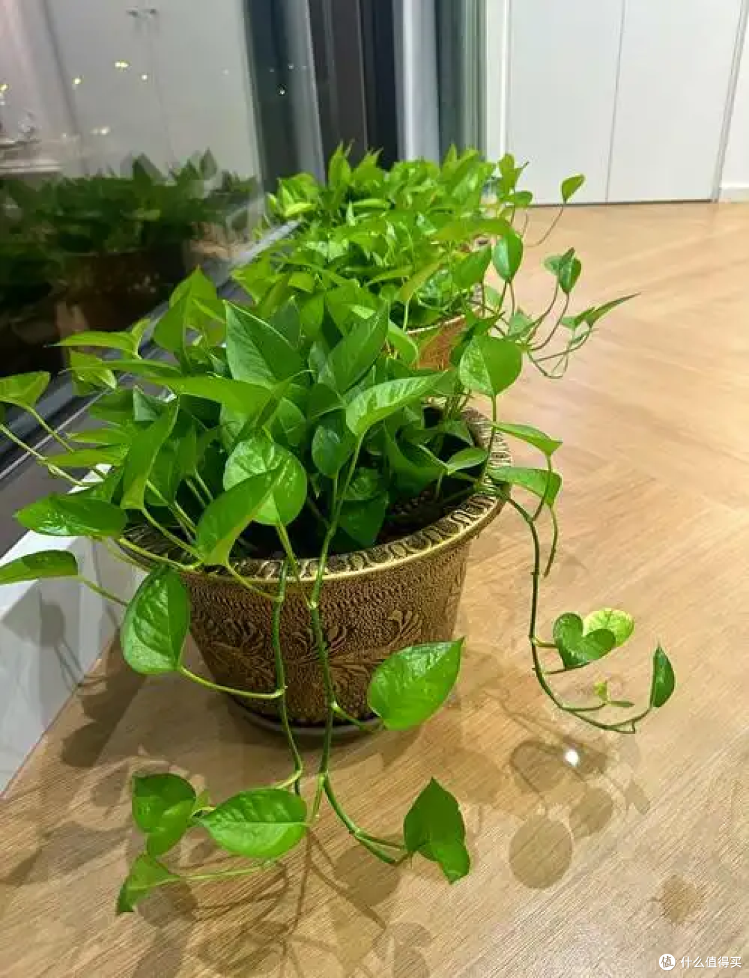 懒人绿植你选对了吗