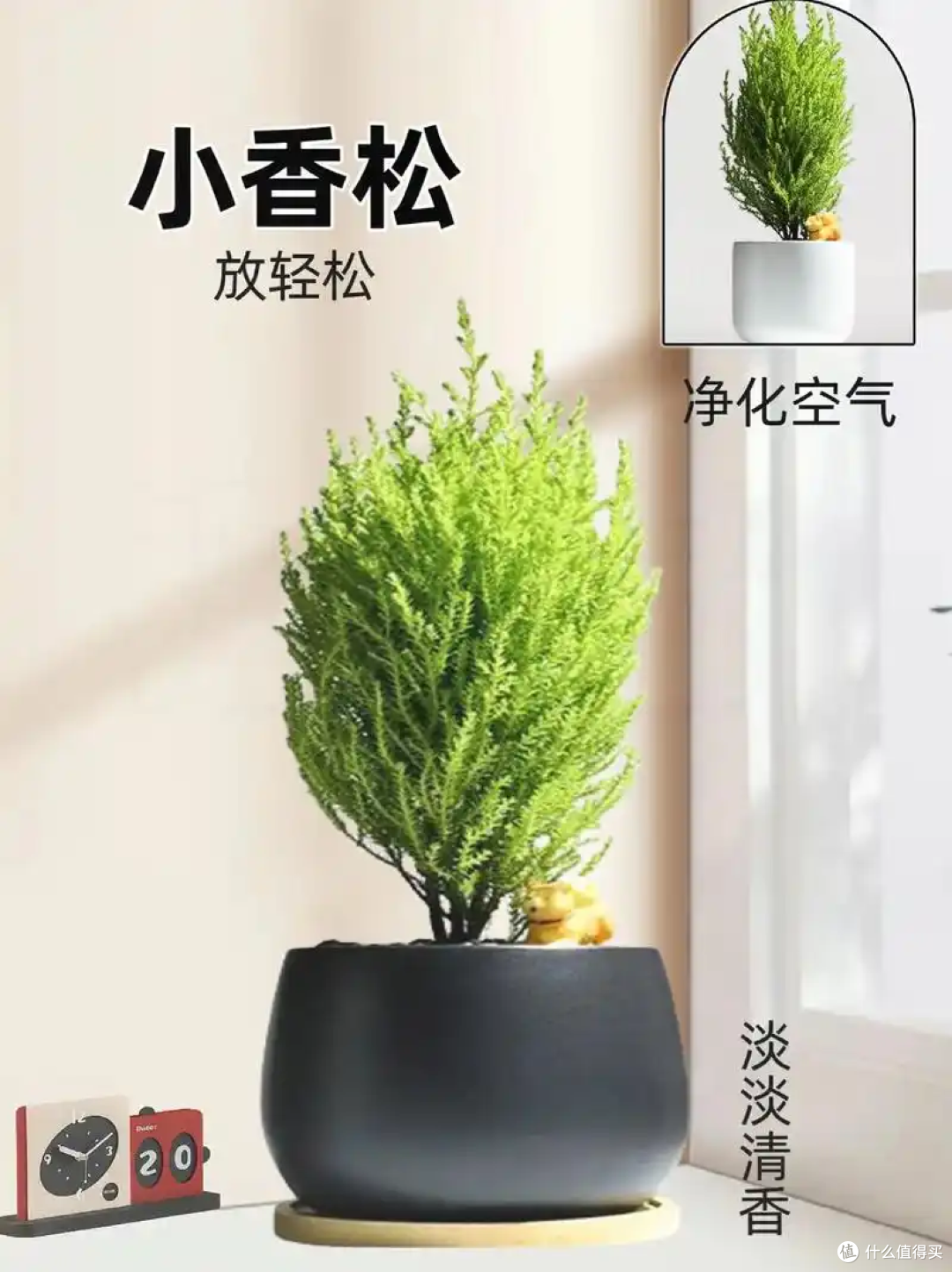懒人绿植你选对了吗