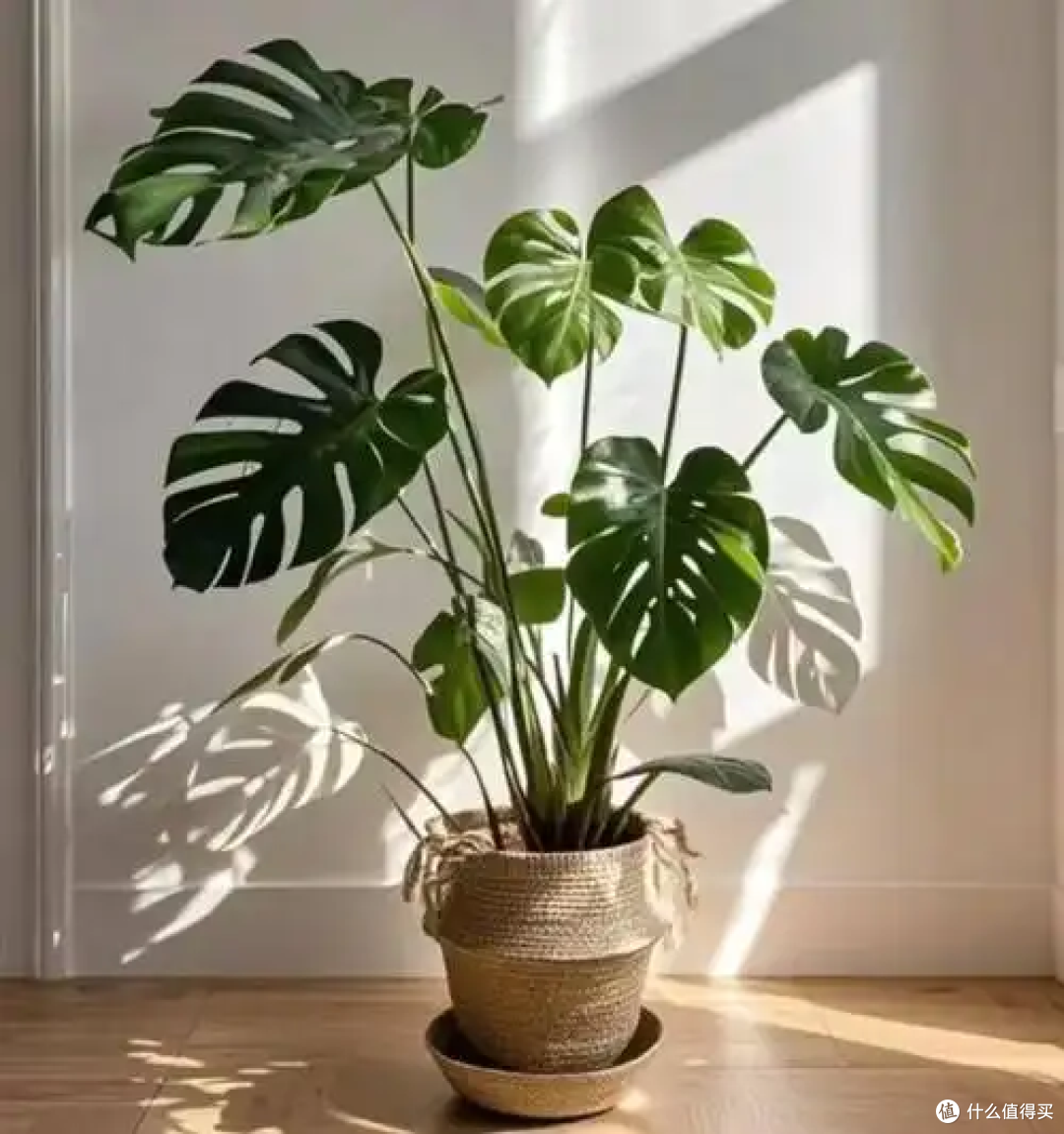 懒人绿植你选对了吗