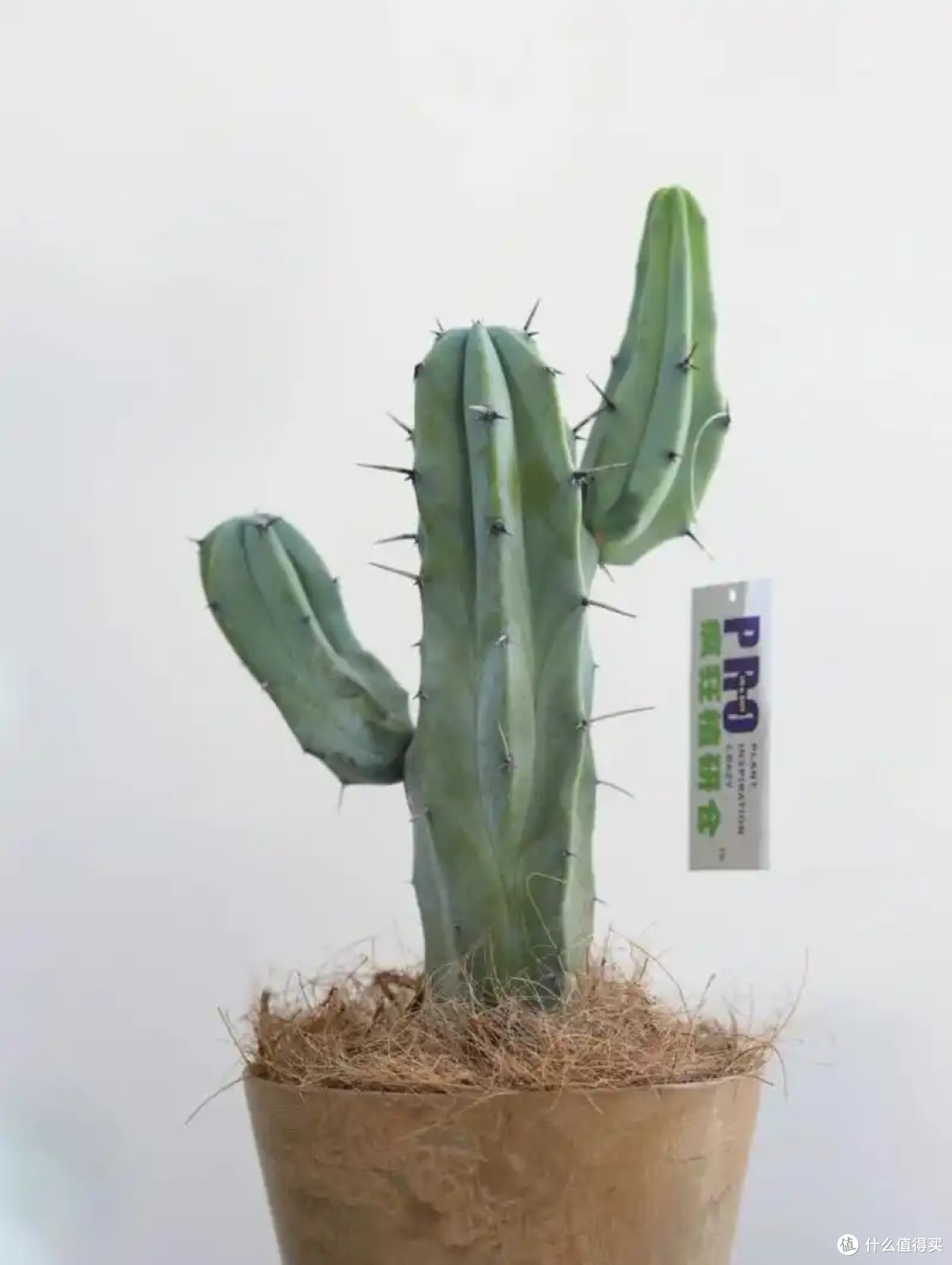 懒人绿植你选对了吗