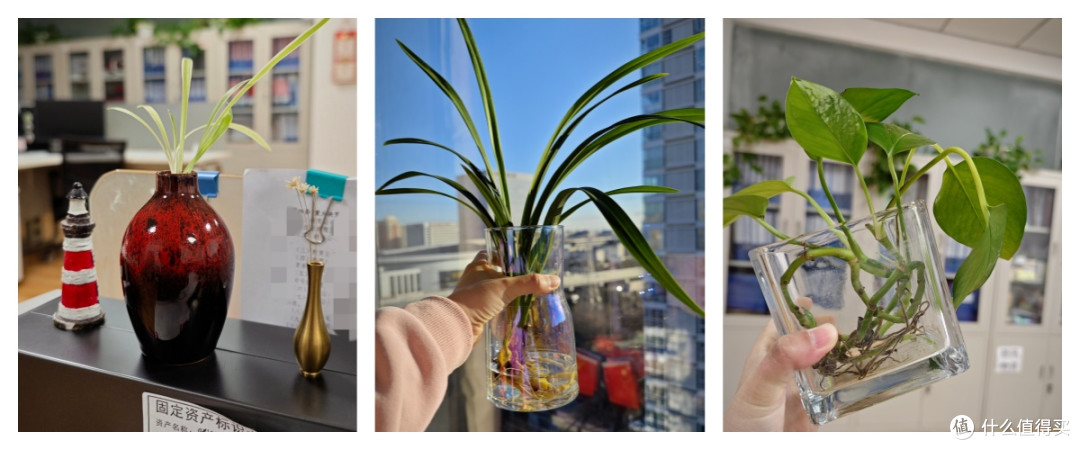 5年只用清水!放机箱上一直钻新芽!这3种绿植想养死都不容易~