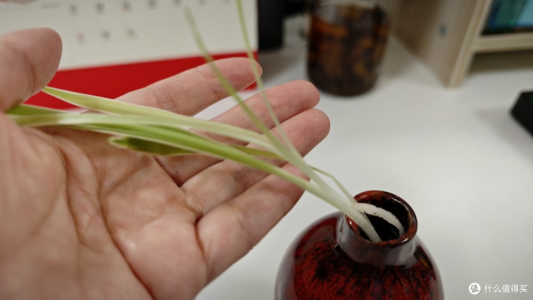 5年只用清水!放机箱上一直钻新芽!这3种绿植想养死都不容易~