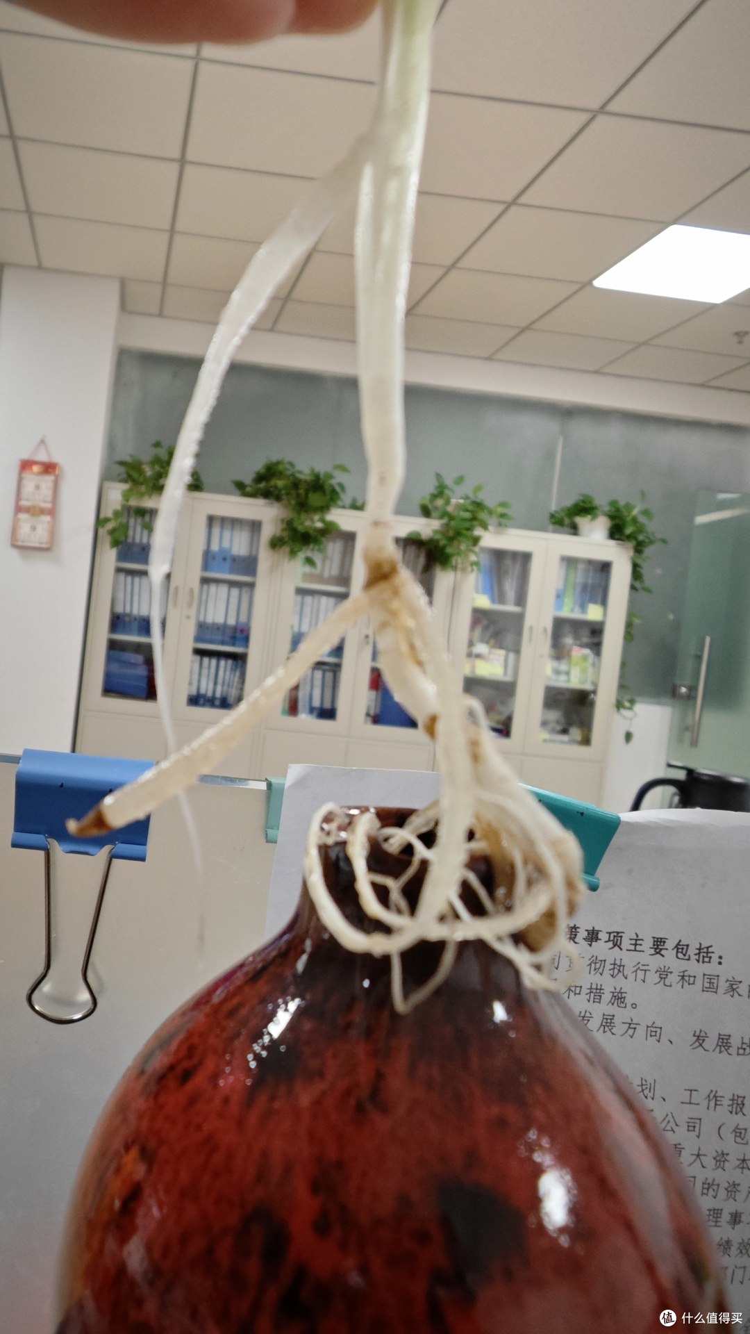 5年只用清水!放机箱上一直钻新芽!这3种绿植想养死都不容易~