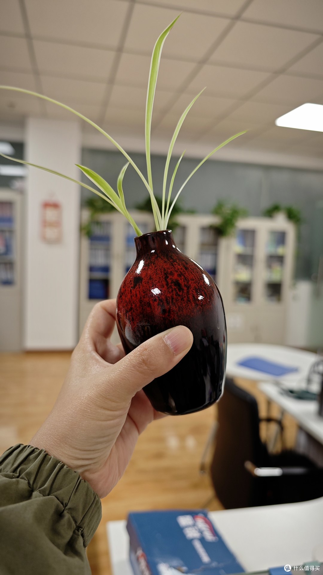 5年只用清水!放机箱上一直钻新芽!这3种绿植想养死都不容易~