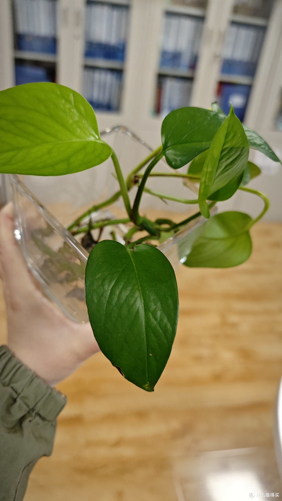 5年只用清水!放机箱上一直钻新芽!这3种绿植想养死都不容易~