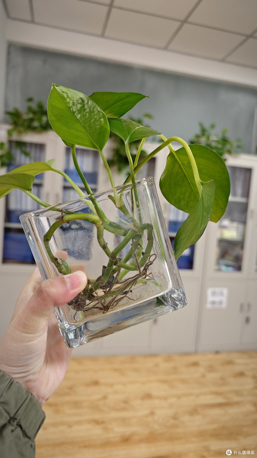 5年只用清水!放机箱上一直钻新芽!这3种绿植想养死都不容易~