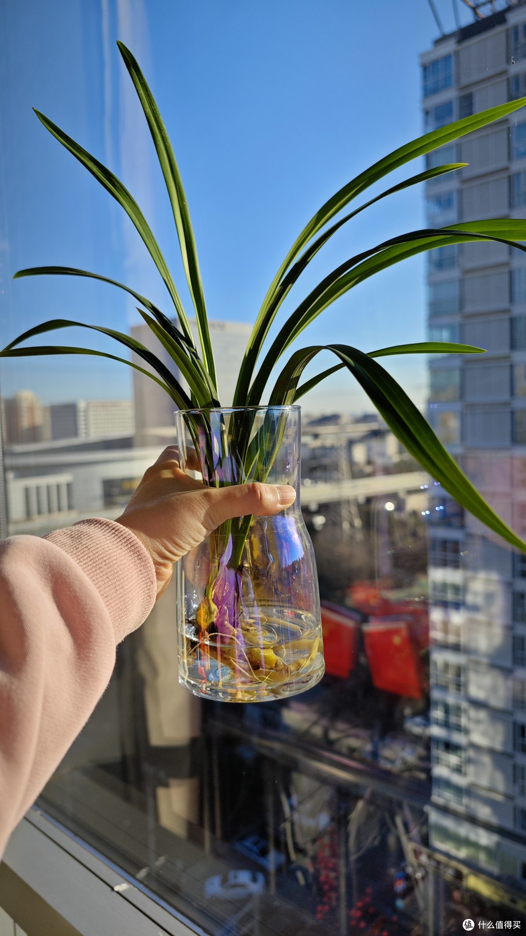 5年只用清水!放机箱上一直钻新芽!这3种绿植想养死都不容易~