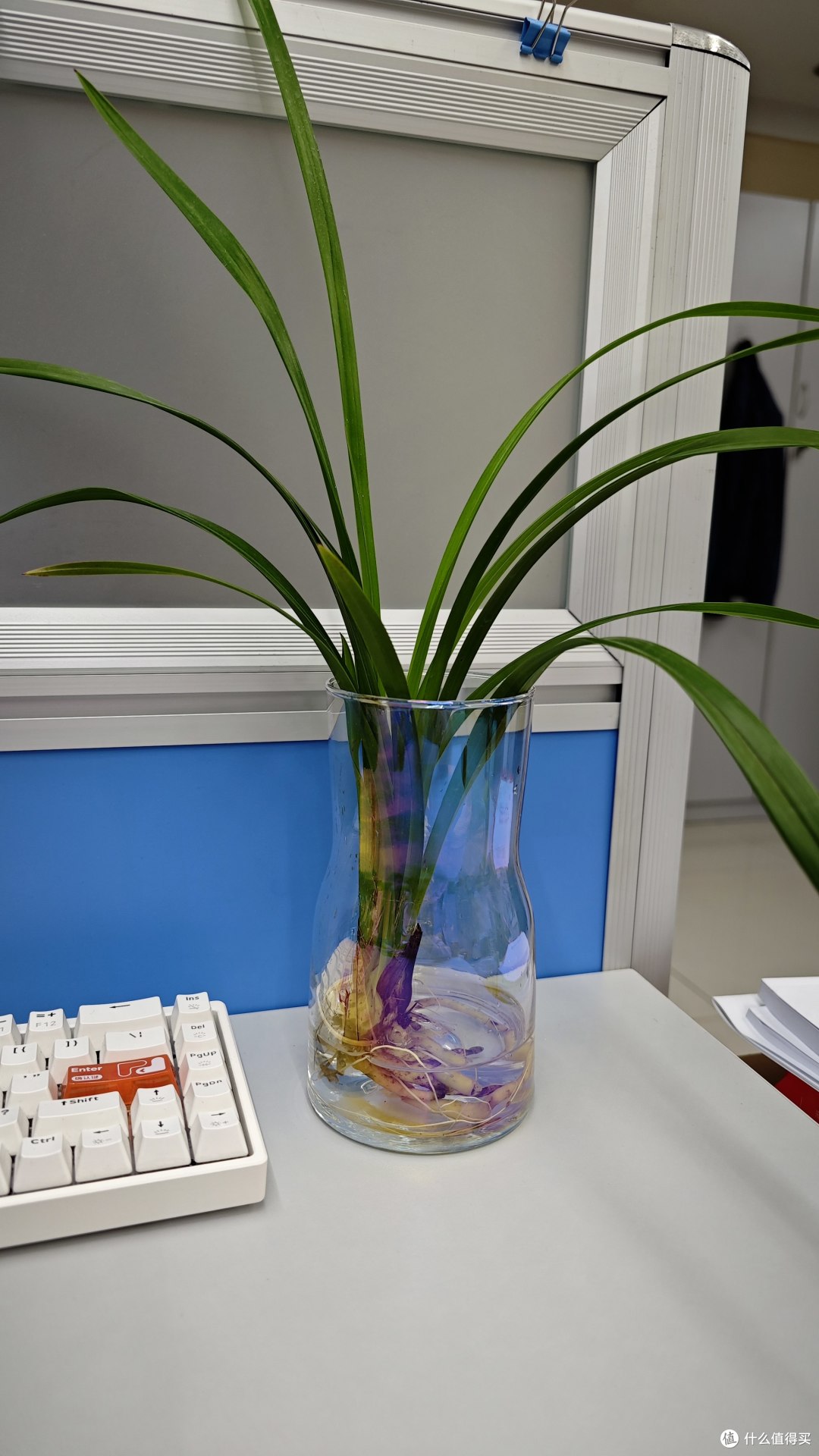 5年只用清水!放机箱上一直钻新芽!这3种绿植想养死都不容易~