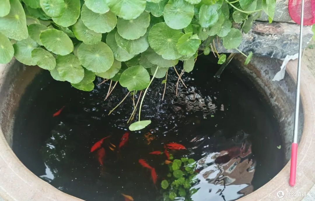 河南大哥,铜钱草养成“棒棒糖”,高级又治愈,网友:咱也学学!