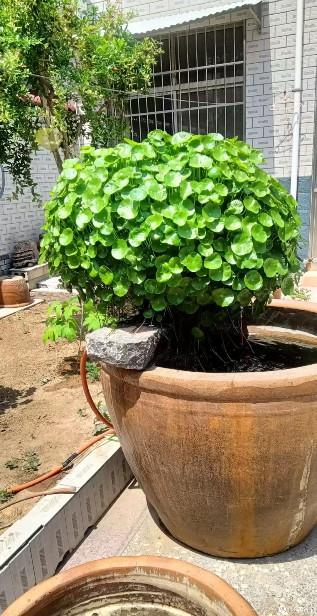 河南大哥,铜钱草养成“棒棒糖”,高级又治愈,网友:咱也学学!