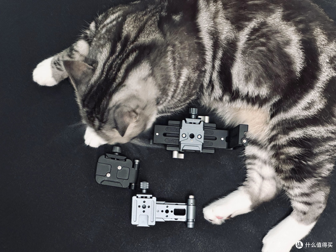 拍摄过程中没有猫猫受到伤害