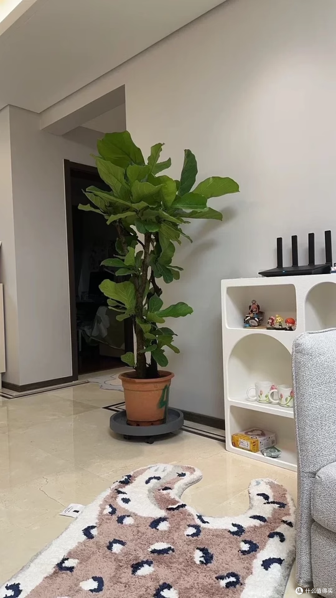 懒人必入!琴叶榕颜值能打还超省心