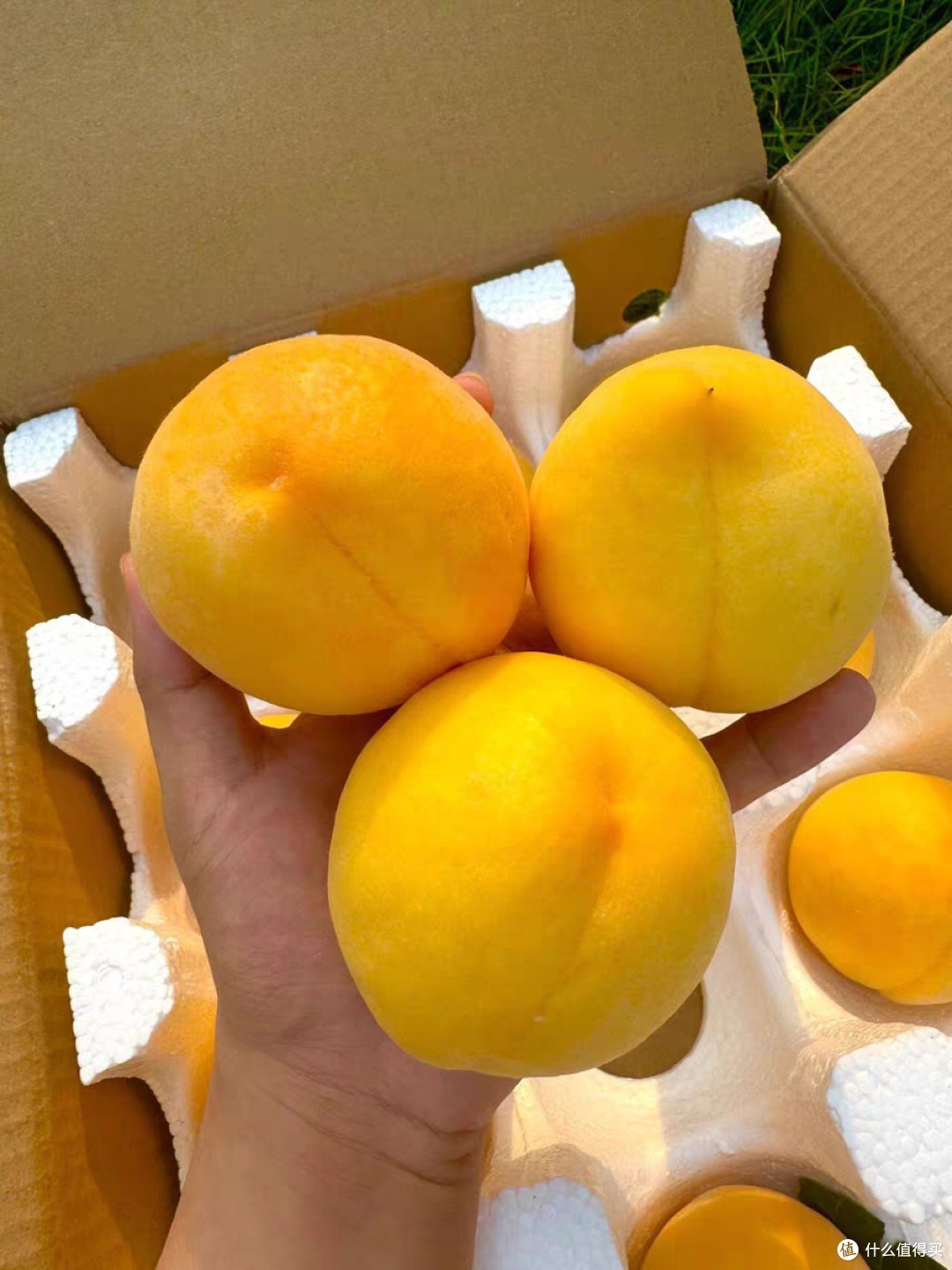 买生鲜踩坑源头直发的黄金油桃值得买吗