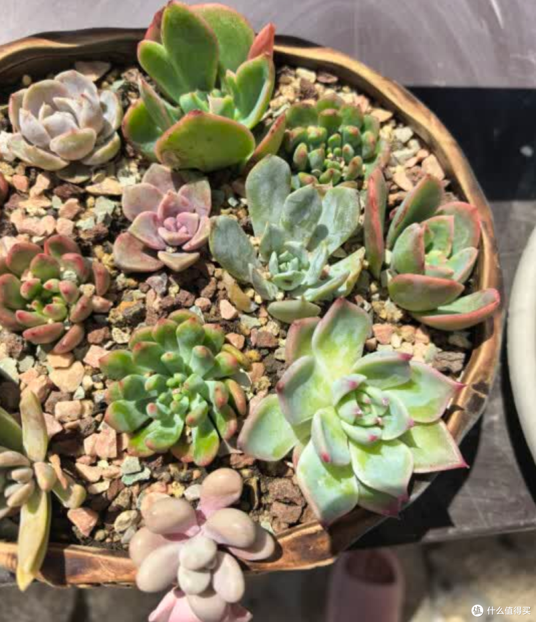 这5种“给点阳光就灿烂”的神仙植物，手残党也能养爆盆！