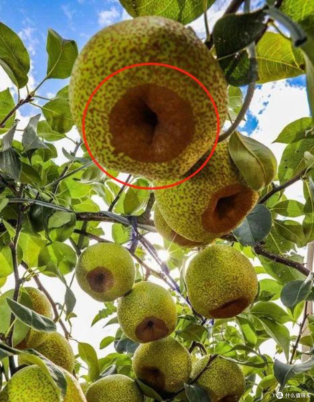60一斤的新疆冬厘果究竟是什么?这到底是啥这么贵?