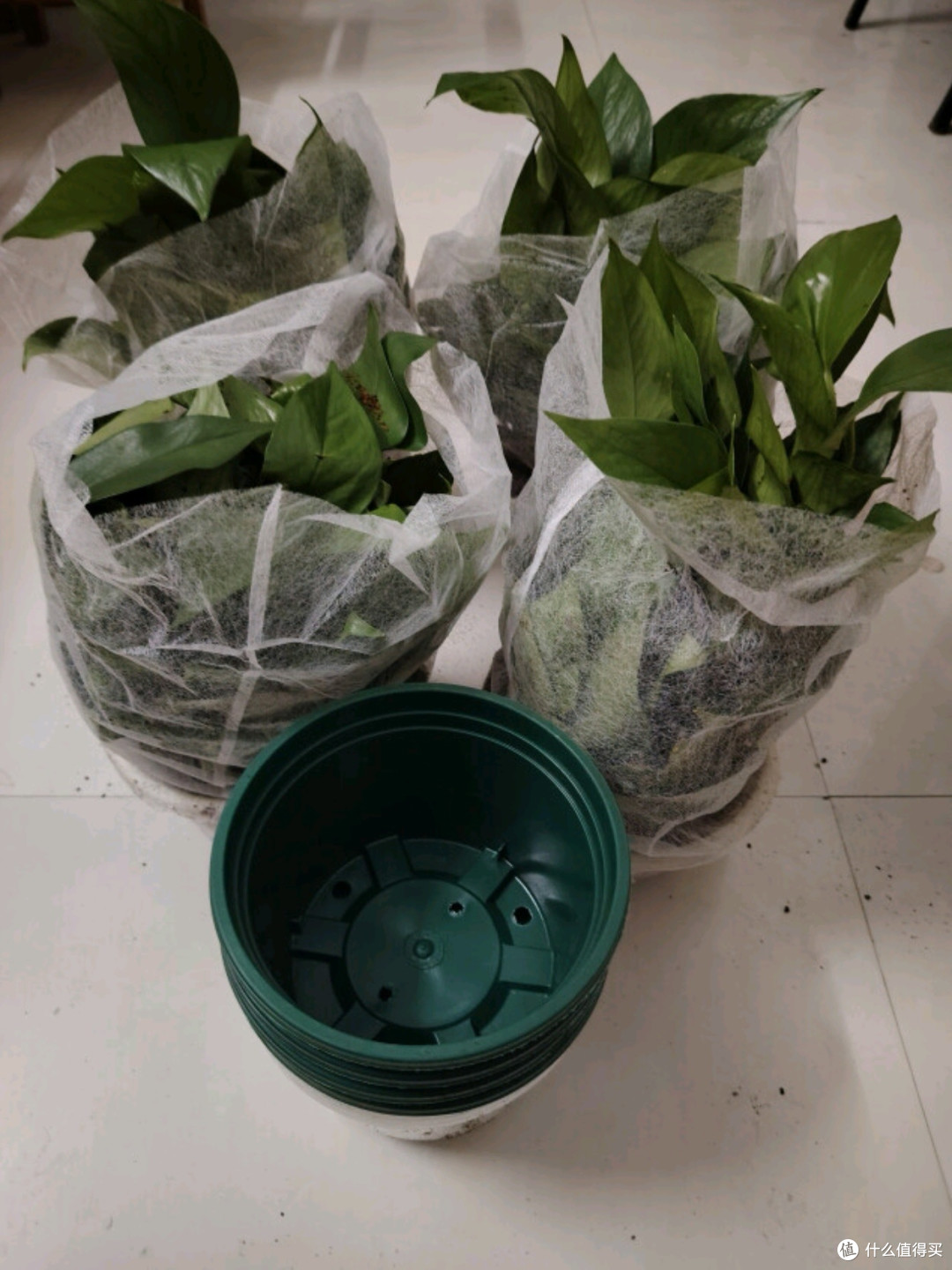 双盟绿萝盆栽:除甲醛的绿色使者,为办公室与新房注入清新活力