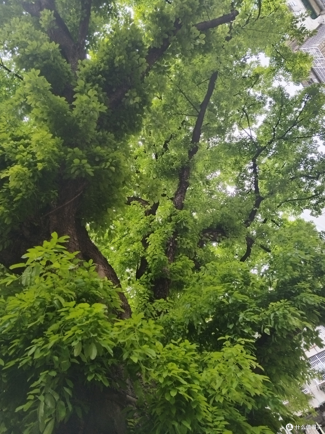 春天万物复苏，茂密的绿色让人的心情瞬间舒畅，空气新鲜眼界打开，