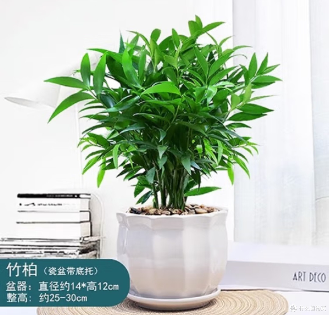 家有清心绿，蚊扰不再有&墨一竹柏，懒人也能轻松驾驭的四季常青