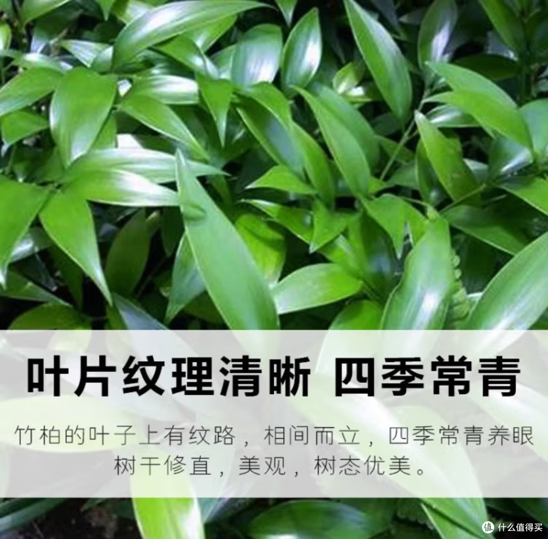 家有清心绿，蚊扰不再有&墨一竹柏，懒人也能轻松驾驭的四季常青