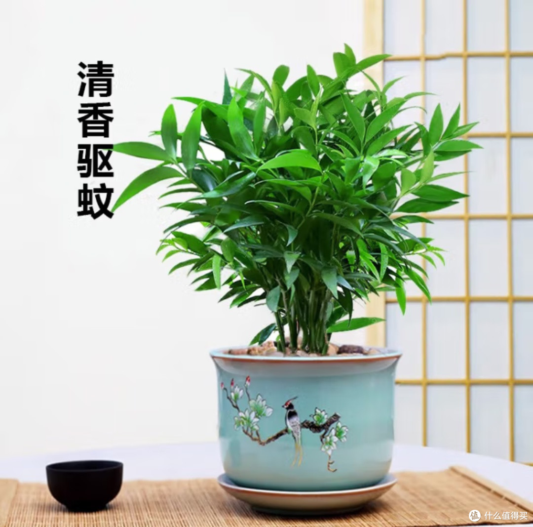 家有清心绿，蚊扰不再有&墨一竹柏，懒人也能轻松驾驭的四季常青