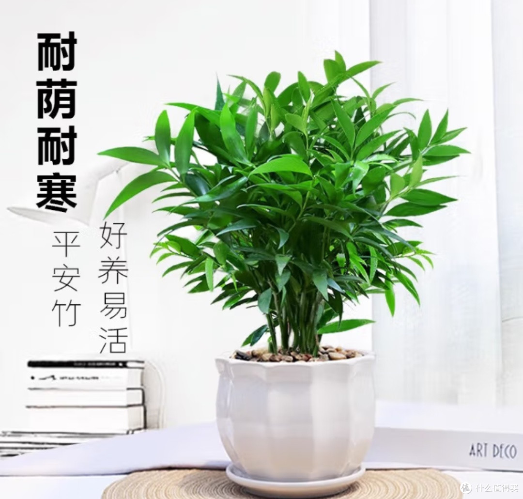 家有清心绿，蚊扰不再有&墨一竹柏，懒人也能轻松驾驭的四季常青