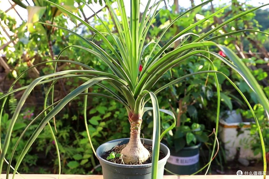 酒瓶兰：懒人室内绿植首选