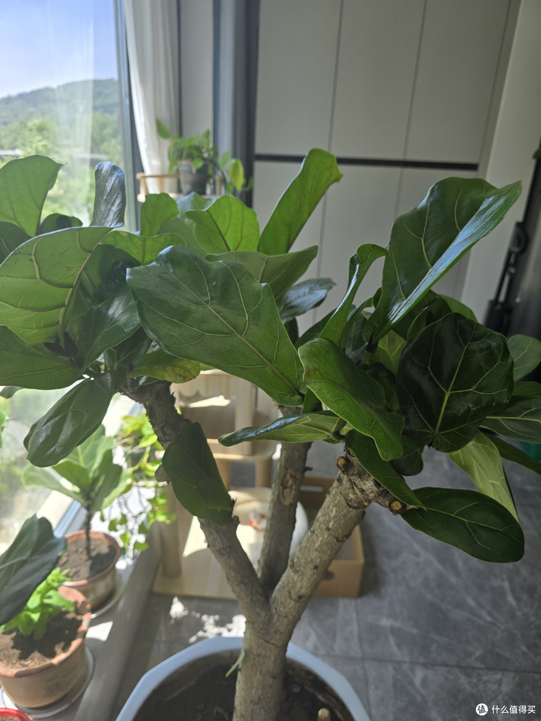 琴叶榕的养护和优点~~