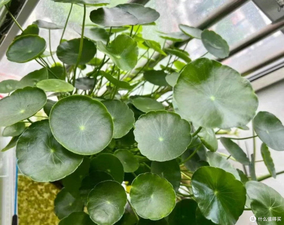 适合懒人的耐造植物推荐