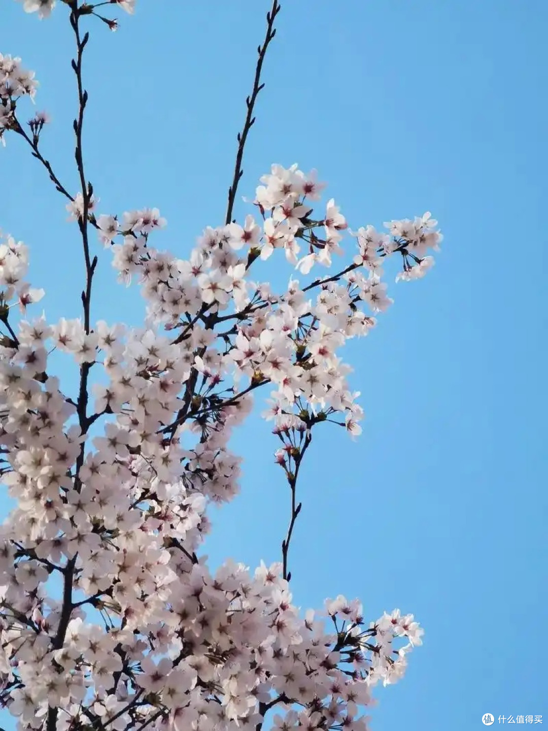 手机摄影与生活:记录日常的美好瞬间