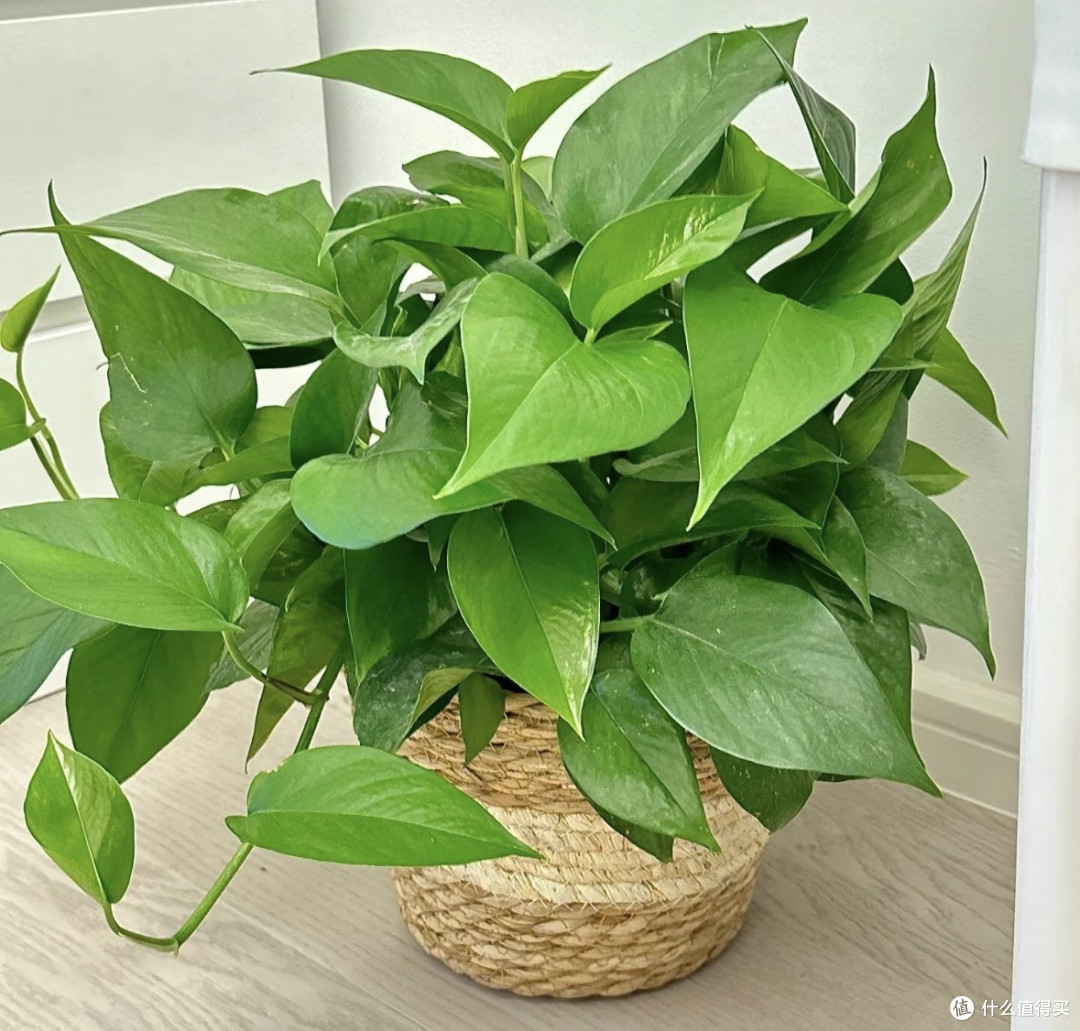 打工人狂喜！这些懒人绿植闭着眼都能养活