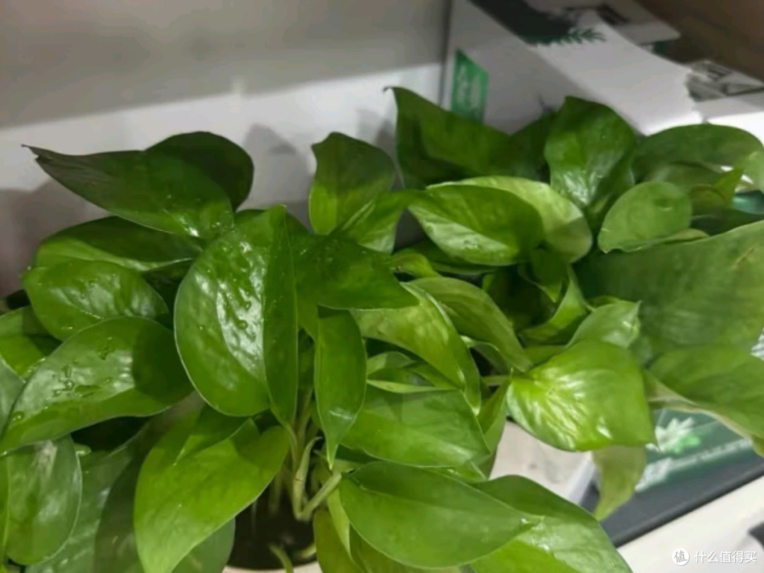 为您的办公室与新房注入自然力量,高效除甲醛,打造清新生活空间