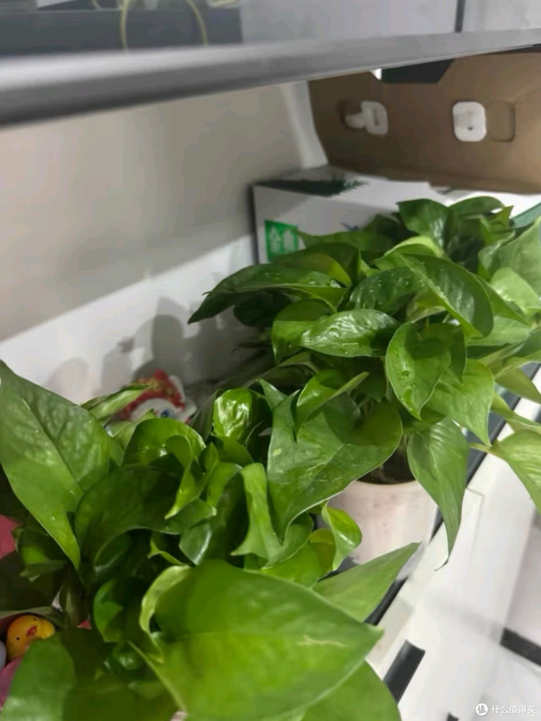 为您的办公室与新房注入自然力量,高效除甲醛,打造清新生活空间