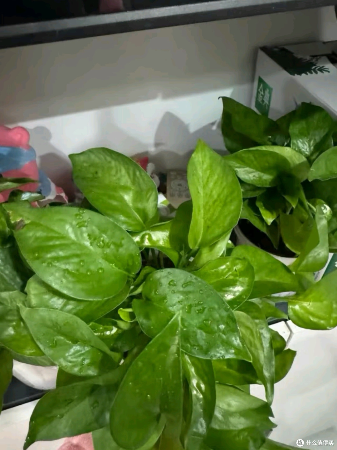 为您的办公室与新房注入自然力量,高效除甲醛,打造清新生活空间