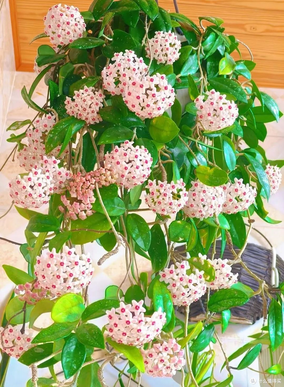 安徽小姐姐,球兰2年被养成“花瀑布”,花开100朵,美轮美奂!