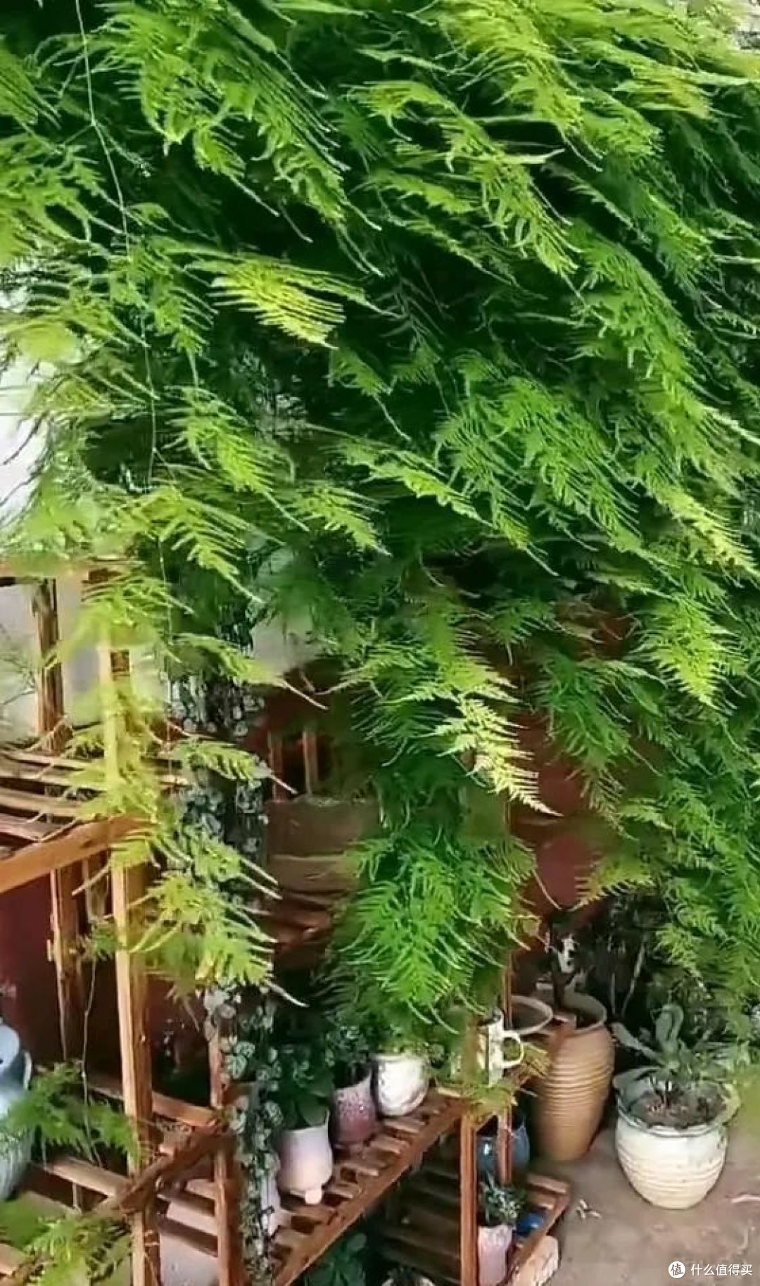 10岁的文竹,被河南妈妈养成“大树”,网友:好霸气,真成精了!