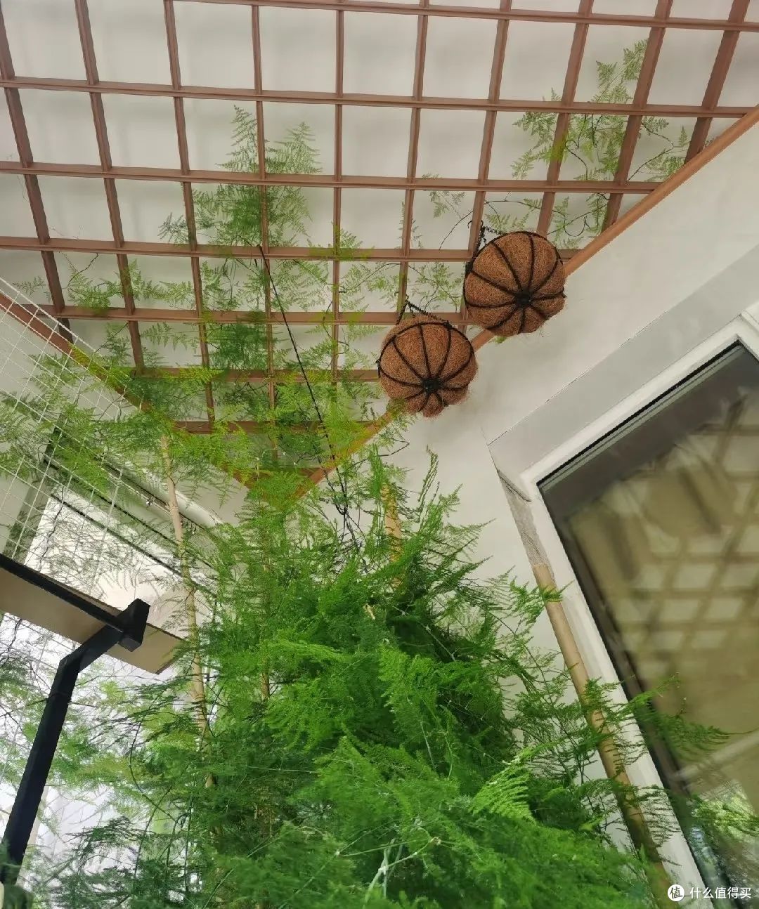 10岁的文竹,被河南妈妈养成“大树”,网友:好霸气,真成精了!