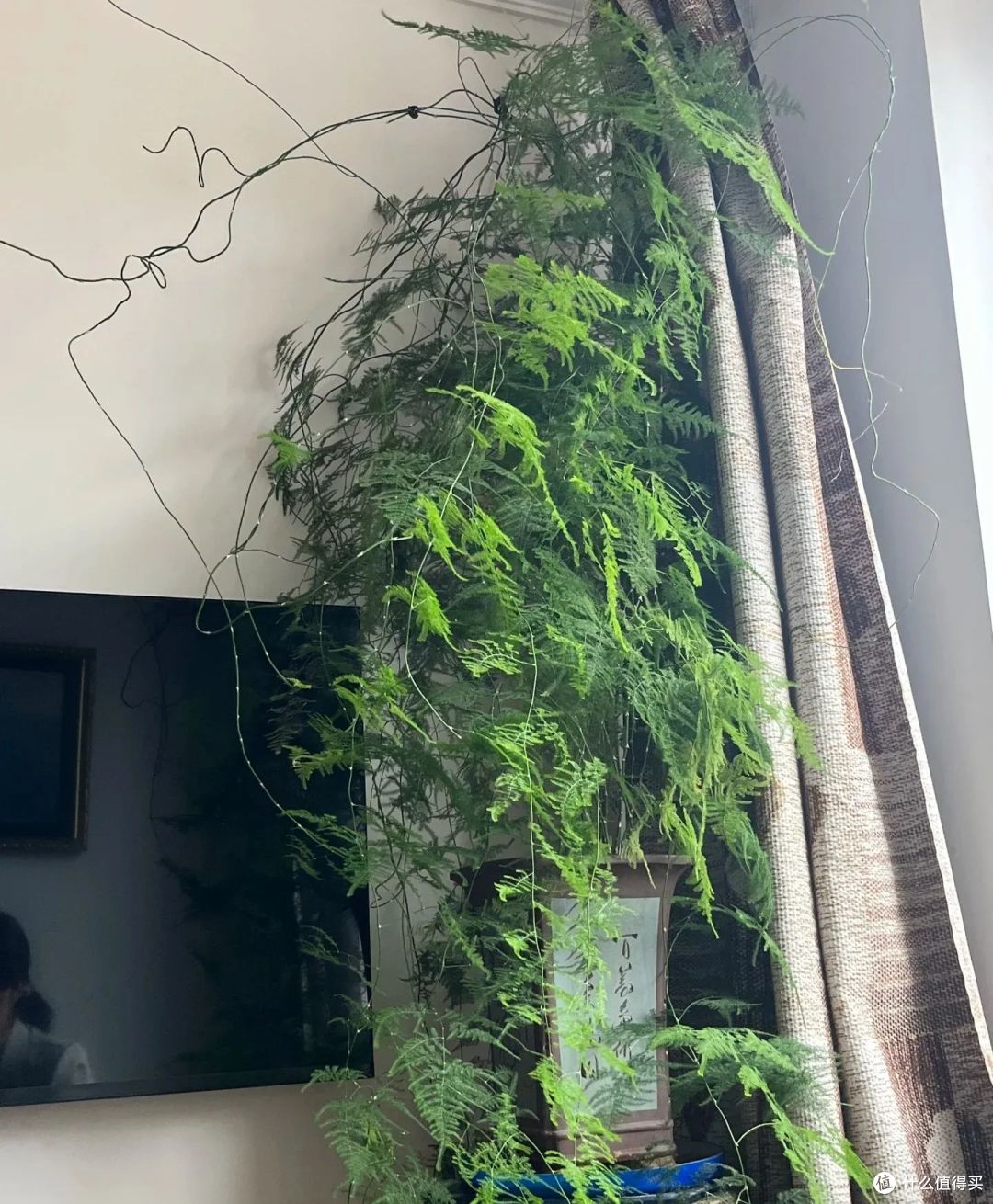10岁的文竹,被河南妈妈养成“大树”,网友:好霸气,真成精了!